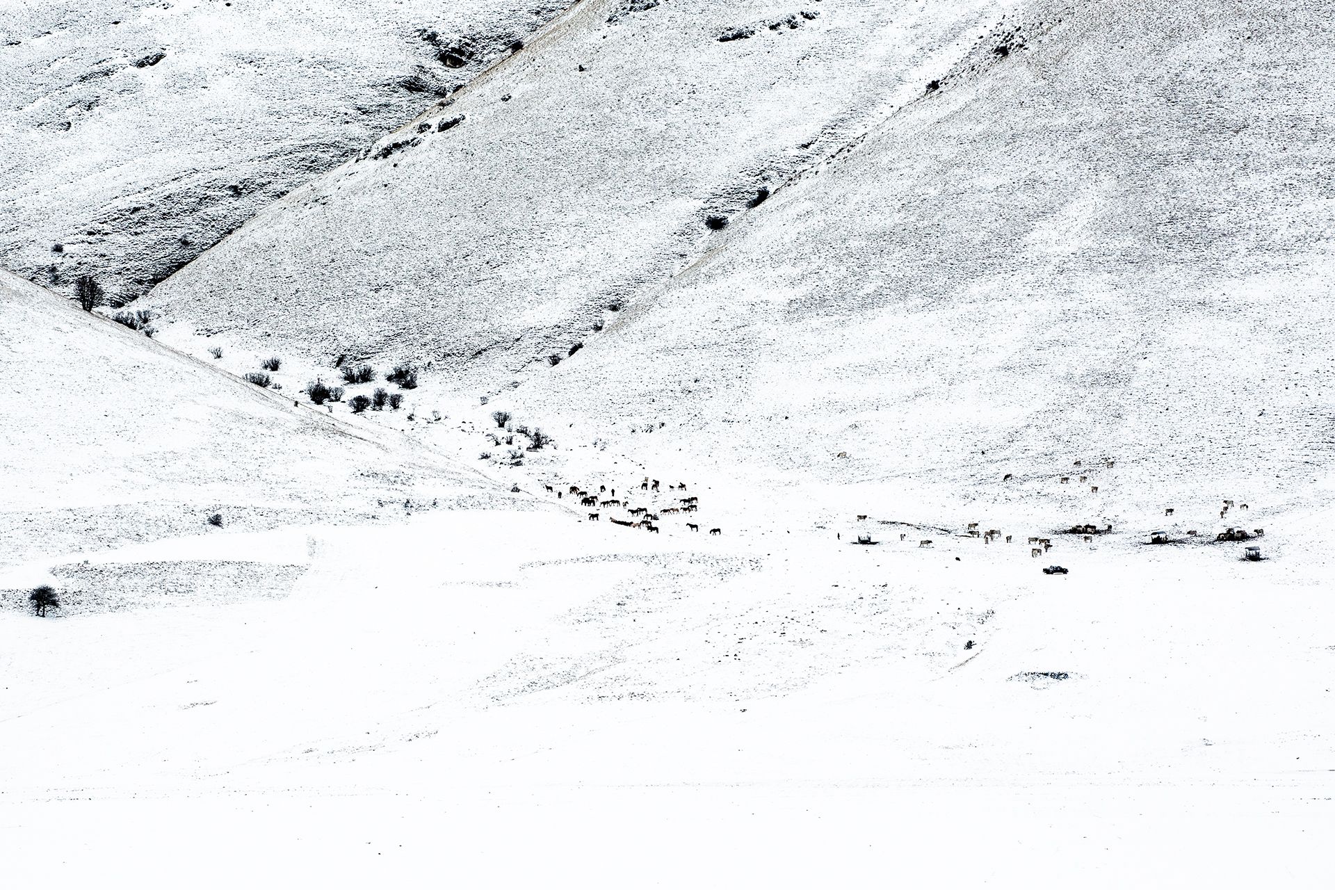 Pendio innevato che scende a valle, attraversato da un piccolo gruppo di alberi