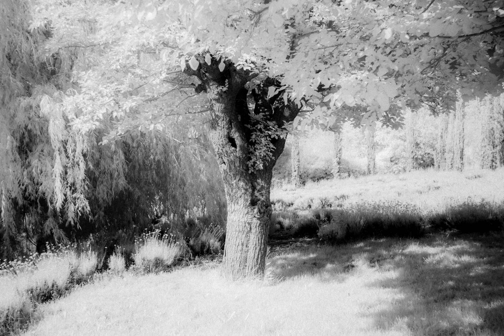Tronco d'albero con fogliame chiaro, in fotografia a infrarossi
