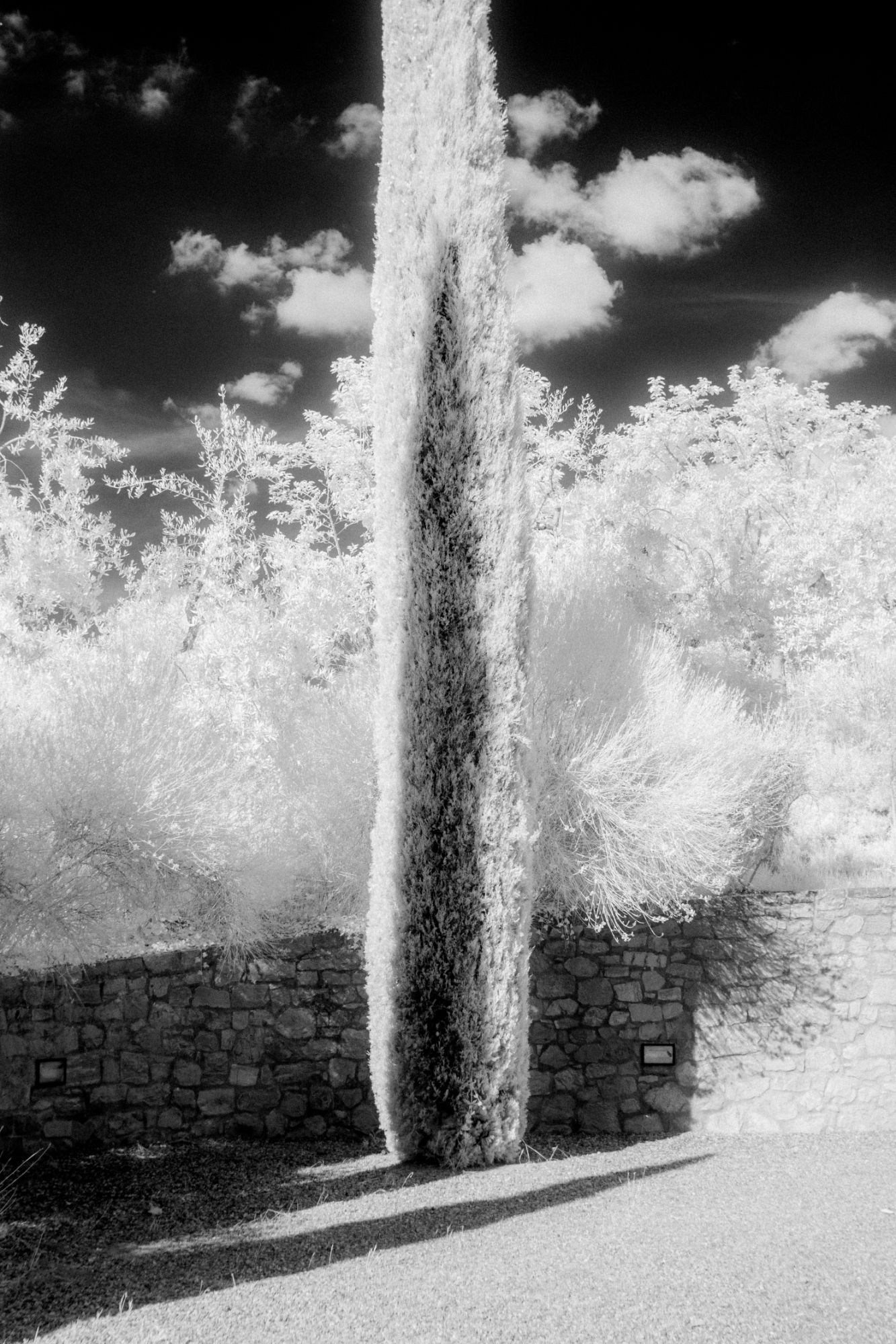 Cipresso davanti a un muro in pietra, in fotografia a infrarossi